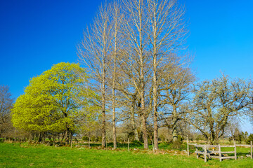 Fototapeta na wymiar Lush trees at a meadow and a hiking trail in the spring