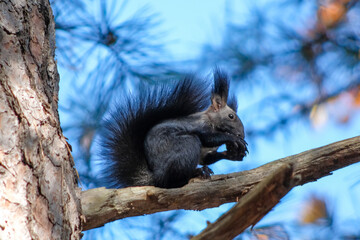 squirrel