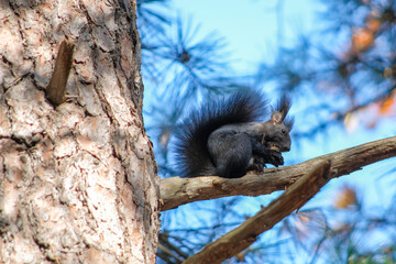 squirrel