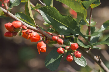 Flowering Guince (Chaenomeles speciosa x Chaenomeles japonica) in garden