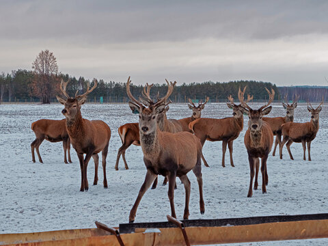 A group of red deer in winter. Young deer with beautiful antlers. Cervus elaphus. Red deer at the feeding trough
