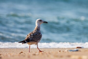 seagull on the beach. Waterbird. Shorebird. A bird on the beach.
