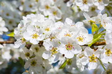 Fototapeta na wymiar Flowers of the cherry blossoms on a spring