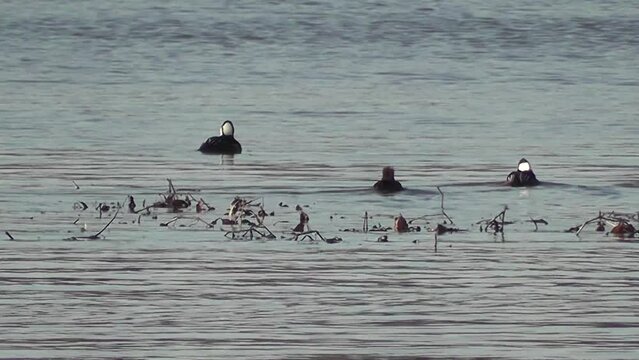 a group of hooded mergansers swimming on the river in the fall