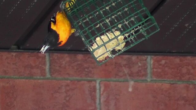 Close-up video of a bird, a baltimore oriole, eating suet hanging on a feeder in summer