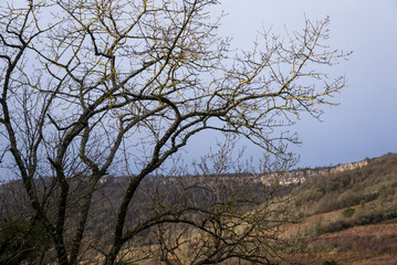 paysage de falaises derrière un arbre en hiver. Un arbre pendant l'hiver cachant un paysage de falaises