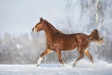 Red Horse run in winter snow wood landscape