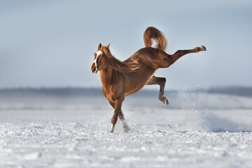 Red Horse run and play in winter snow  landscape