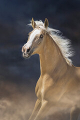 Palomino horse run free in desert sand