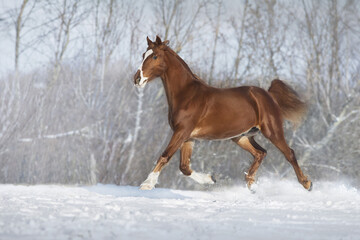 Fototapeta na wymiar Red Horse trot in winter snow wood landscape