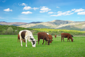 Fototapeta na wymiar Cow on green meadow in mountain.