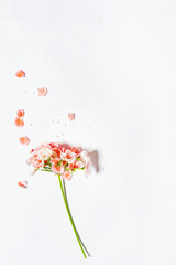 Obraz na płótnie Canvas geranium flowers on the white