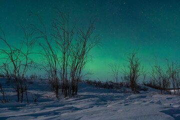Night winter arctic landscape. Aurora borealis over snow-covered tundra and bushes. Northern nature of the polar region. Cold weather. Northern lights in the Arctic. Chukotka, Far North of Russia.