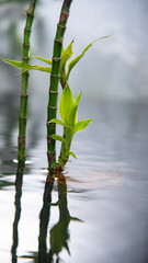 Fototapeta na wymiar photo of bamboo tree grow in canal water