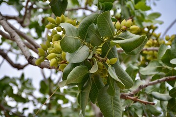 Fototapeta premium green walnuts on a tree