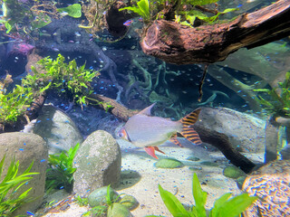 fish in the aquarium