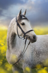 Grey arabian horse portrait in rape field against sunset sky