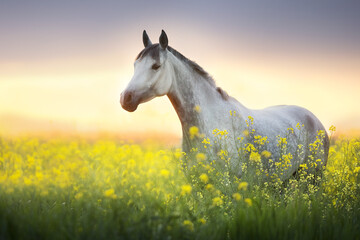 horse on meadow - 485046398
