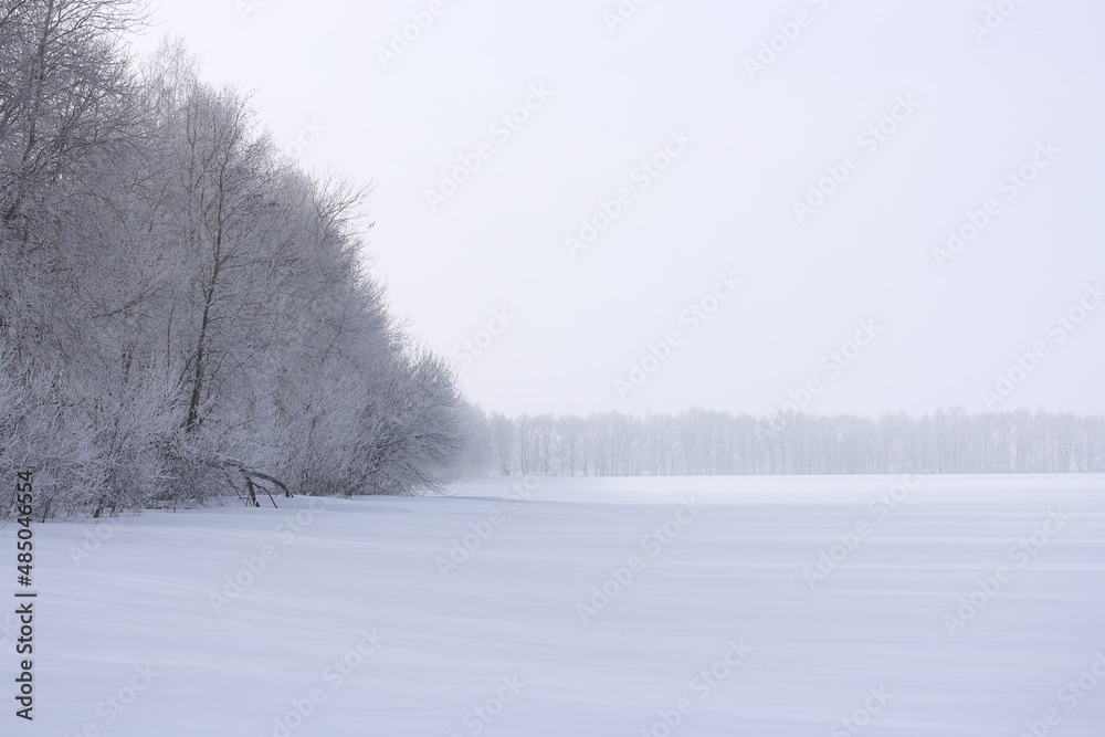 Wall mural trees with frost on the branches on a foggy winter day