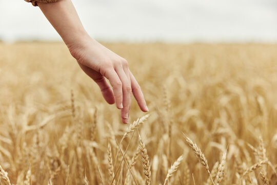 Image of spikelets in hands spikelets of wheat harvesting organic harvest