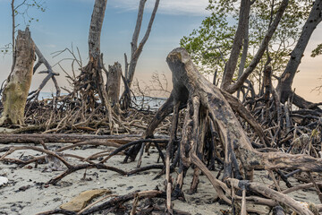 Fototapeta na wymiar Mangroves stump emerged after low tide at Pantai Klanang Banting shoreline