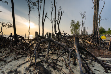 Mangroves tree stumps with dying trees during low tide along the shorelines of Pantai Klanang, Banting Selangor. Sunset view