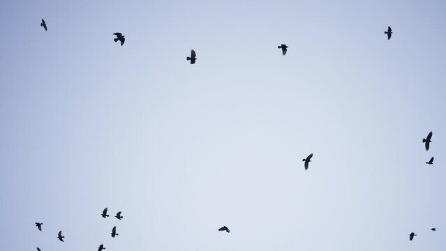 flock of birds flying in the sky crows. chaos of death concept. group of birds flying in the sky. black crows in a group circling against the sky. migration movement of fly birds from warm countries