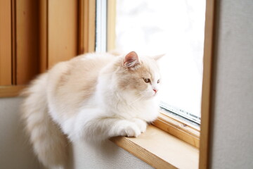 かわいい猫