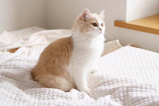 かわいい猫