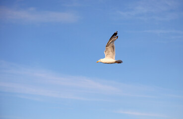 seagull with wide wingspan flies up in the blue sky with some white clouds
