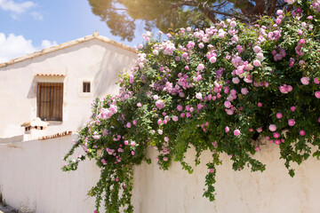 Fototapeta na wymiar Pink climbing rose tree on white old cracked wall next to the house