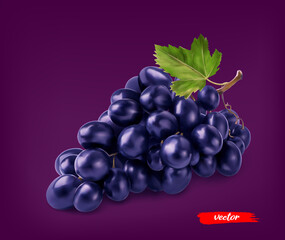 Black grape with grape leaf. Realistic vector illustration of black grape.