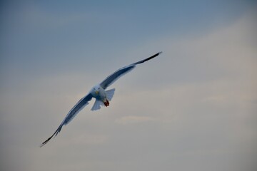 seagull in flight