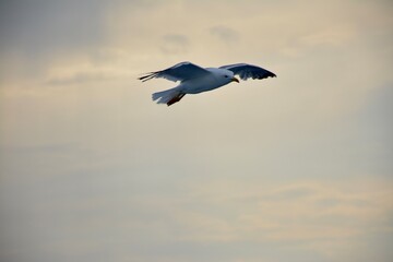 seagull in flight