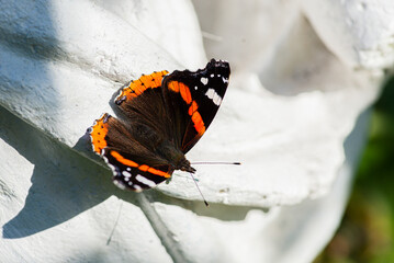 Orange and black Butterfly resting on a white surface. Insect on uneven white background.