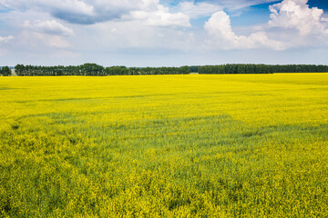 Yellow blooming field in the countryside. Blooming rapeseed. - 485048703