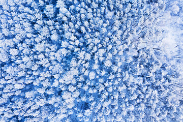 Aerial fly over frozen snowy covered coniferous forest trees. Aerial drone view to the snow covered forest. - 485048735