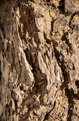 Obraz premium closeup photo of decay wood in sunlight
