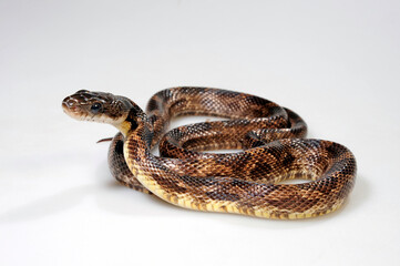 Western Rat Snake // Schwarze Erdnatter, Pilotnatter (Pantherophis obsoletus obsoletus)