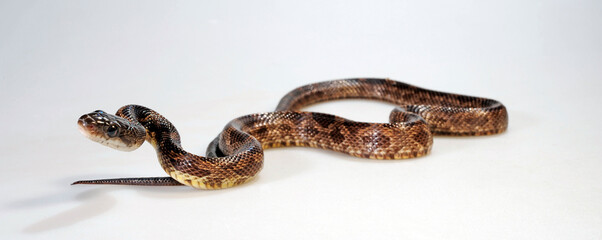 Western Rat Snake // Schwarze Erdnatter, Pilotnatter (Pantherophis obsoletus obsoletus)