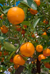 Mandarin (Citrus reticulata) in orchard, Abkhazia