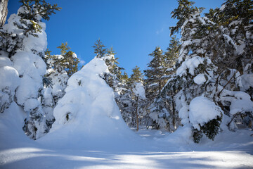 雪が積もった北八ヶ岳の森