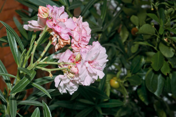 Oleander (Nerium oleander) in park