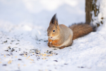 Naklejka na ściany i meble Squirrel sits in snow by tree and eats nuts in winter snowy park. Winter color of animal.