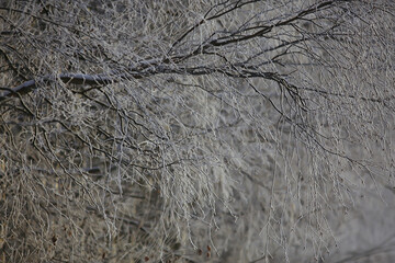 winter landscape trees covered with hoarfrost
