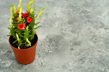 Small green flowering succulent bush in pot. Studio Photo