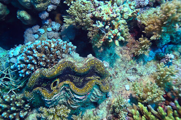 Fototapeta premium coral reef background, underwater marine life ecosystem ocean sea