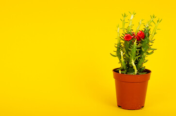 Small green flowering succulent bush in pot. Studio Photo