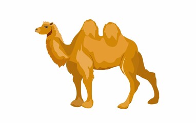 Camel vector isolated on white