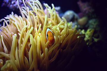 Plakat anemone fish, clown underwater orange fish sea background aquarium